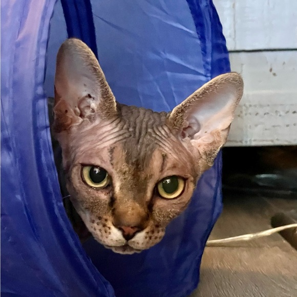 Meet your Posher, Lanora - Picture 2 of 7